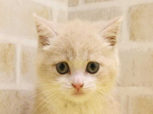 神奈川県のミヌエット (ペッツワン三浦店/2024年3月31日生まれ/男の子/クリームタビーホワイト)の子猫